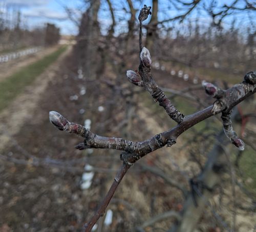 Apple buds with a silver tip.