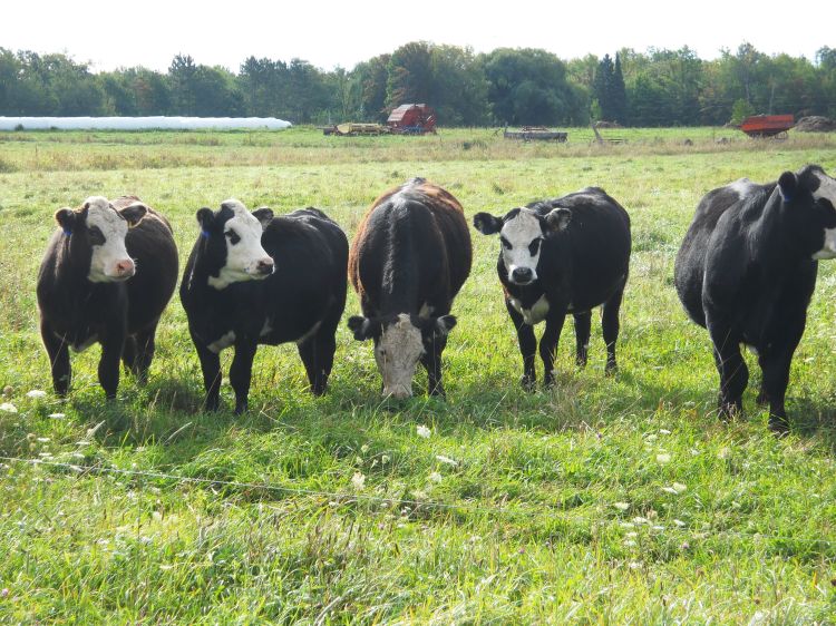 Cattle on clay soil pasture in Ontonagon County. Photo credit: Jim Isleib, MSU Extension