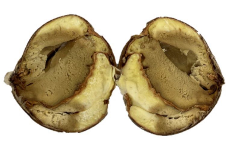 A chestnut kernel cut in half showing symptoms of brown rot. The inside of the chestnut appears brown.