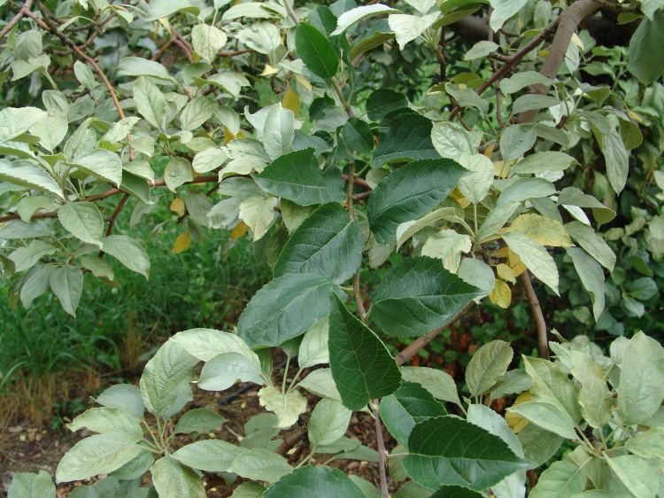 Silver leaves amongst healthy leaves.