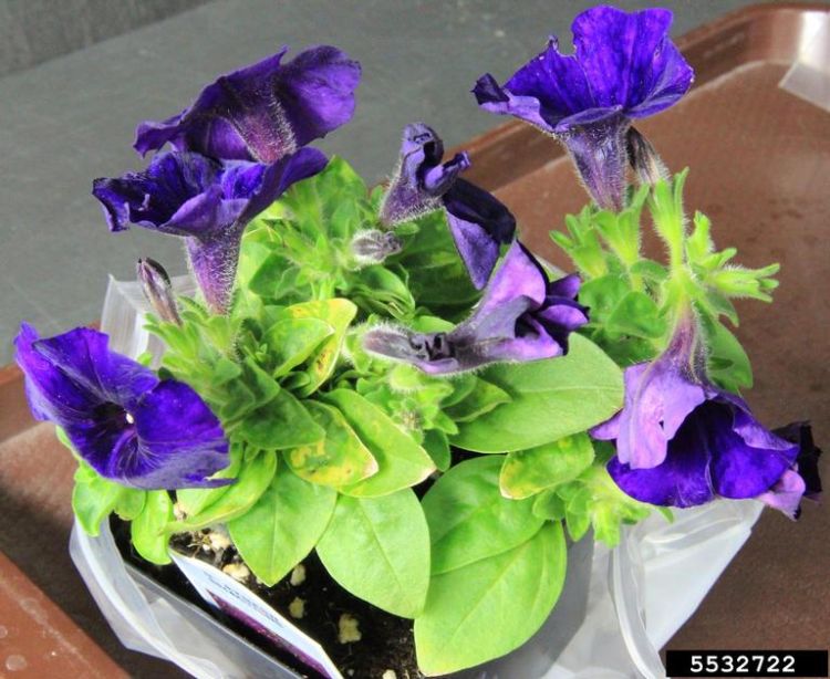 A petunia plant with yellow spots on its leaves caused by tomato mosaic virus.