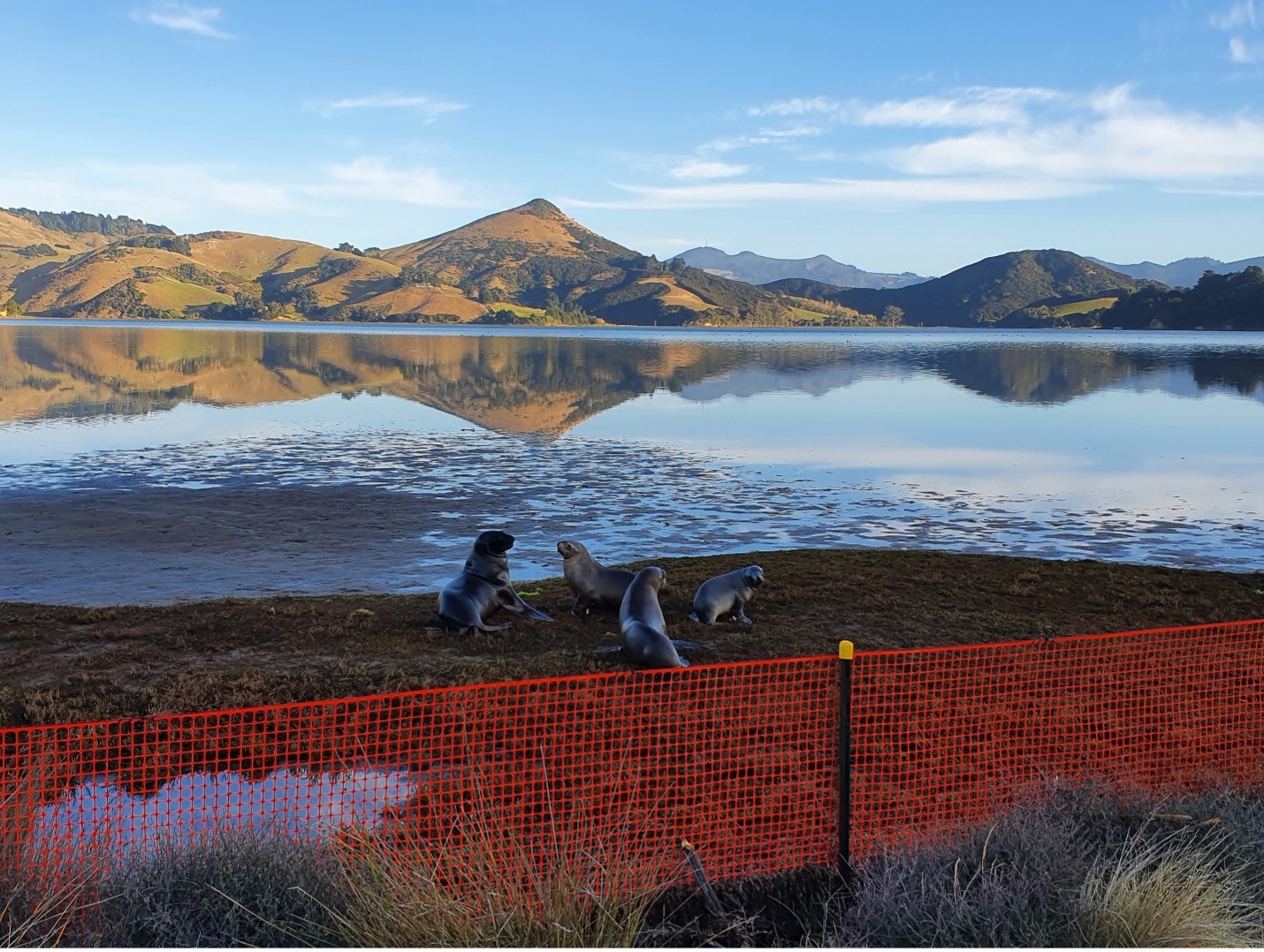 Sea_lion_fence