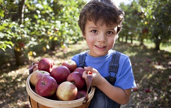 A young boy in a blue shirt holds a basket of apples