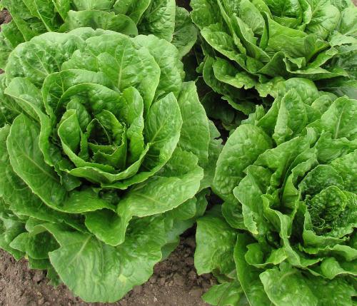 Head_lettuce_photo_from_Pixabay