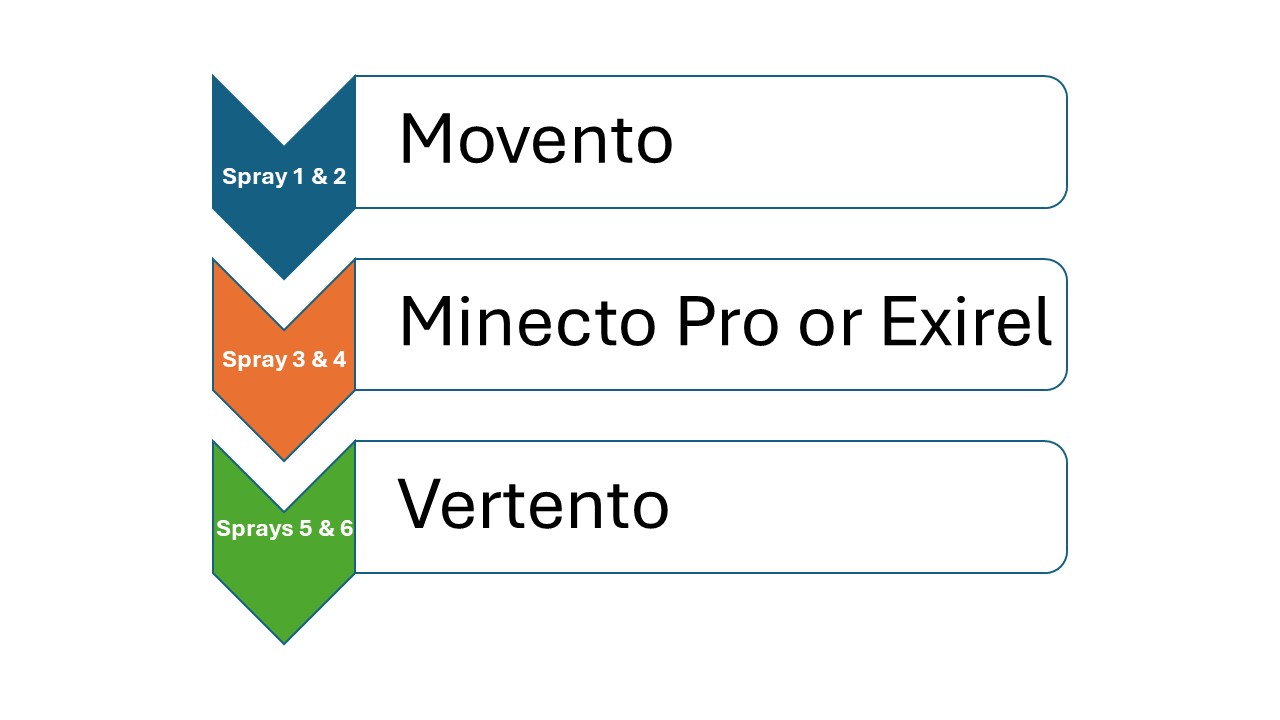 Diagram showing a medium-pressure onion thrips spray program with six spray rounds using Movento for sprays one and two, Minecto Pro or Exirel for sprays three and four, and Vertento for sprays five and six.