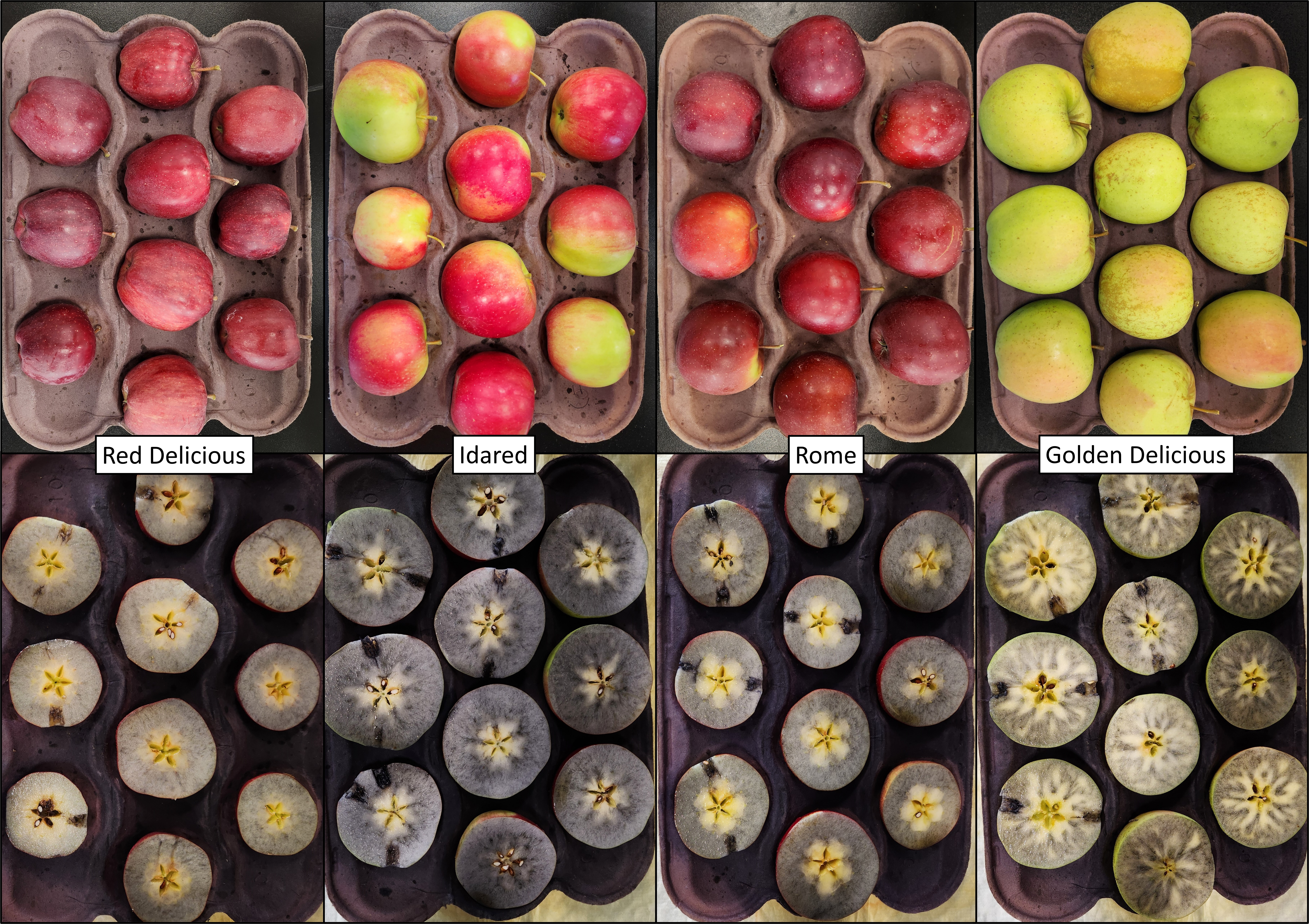 Red Delicious, Idared, Rome and Golden Delicious apples in cartons cut in half and applied with iodine for starch testing.