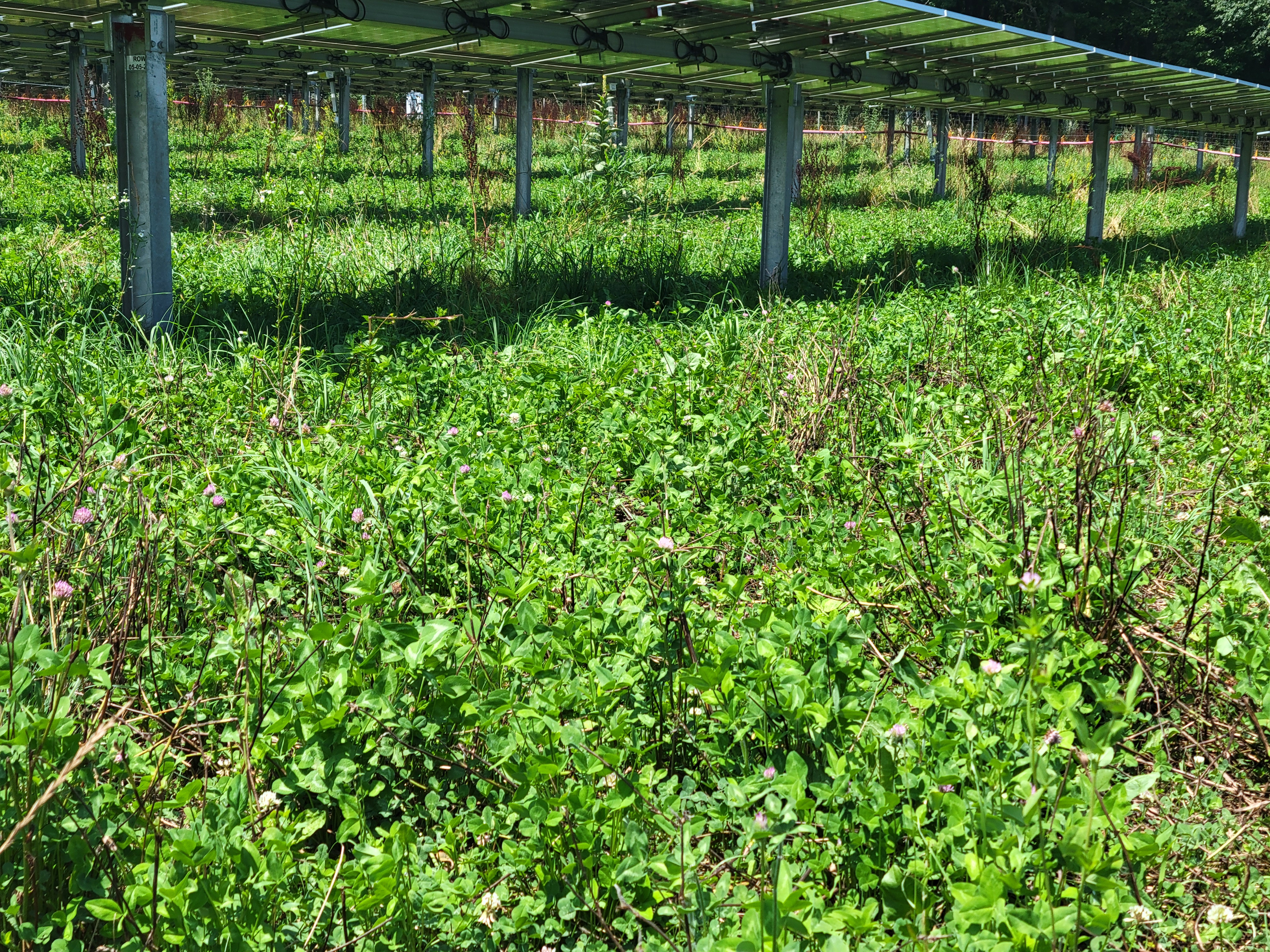 green alfalfa hay growing underneath black solar panels
