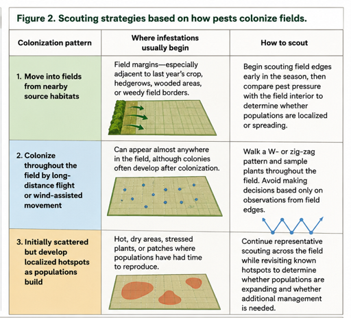 Table illustrating three pest colonization patterns and recommended scouting strategies. Pests entering from nearby habitats typically begin at field edges, requiring edge-first scouting. Pests arriving by wind or long-distance flight may appear throughout the field, requiring W- or zigzag-pattern scouting. Pests forming localized hotspots require continued scouting to monitor population growth and spread.