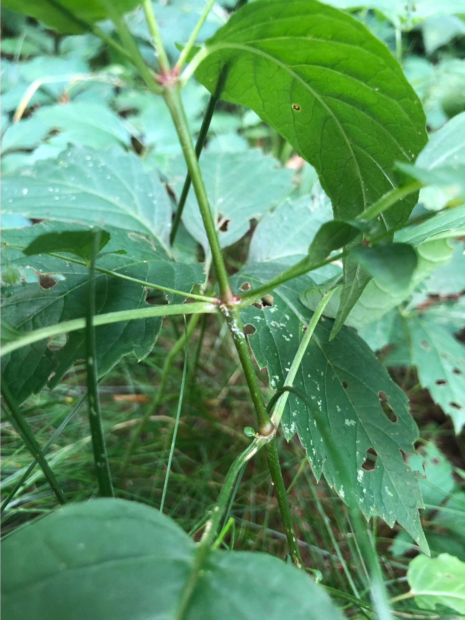 The photo is the stems of enchanter's nightshade.  The main stem is unbranched and white hairs may be present. 