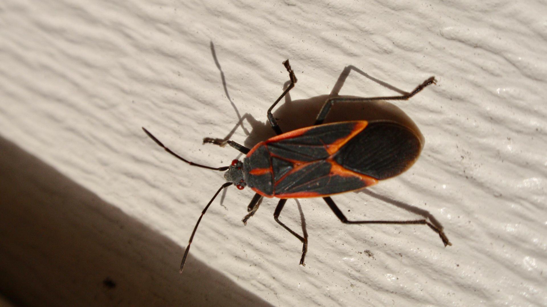 Boxelder bug perched on a wooden ledge.