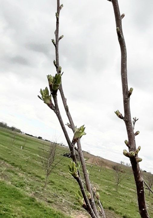 Cherry bract leaves zoomed out.jpg