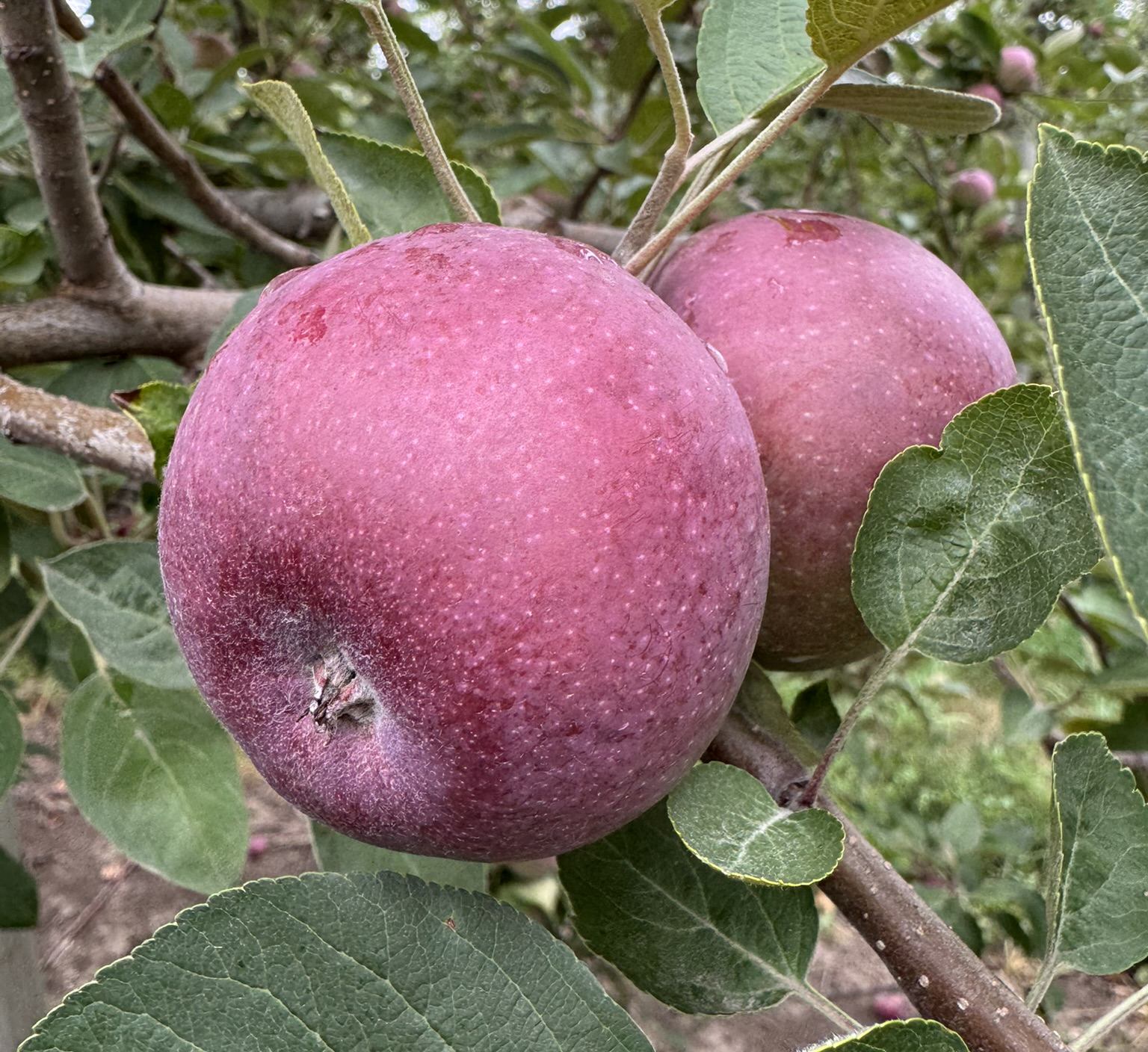 Two red apples growing on a tree.