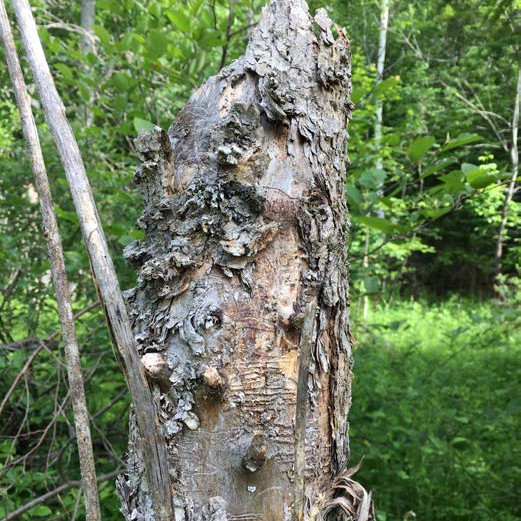 Dead ash tree trunk with peeling bark and exposed wood showing signs of emerald ash borer damage in a forest setting.