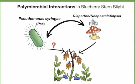 Pss_fungiIllustration.jpg