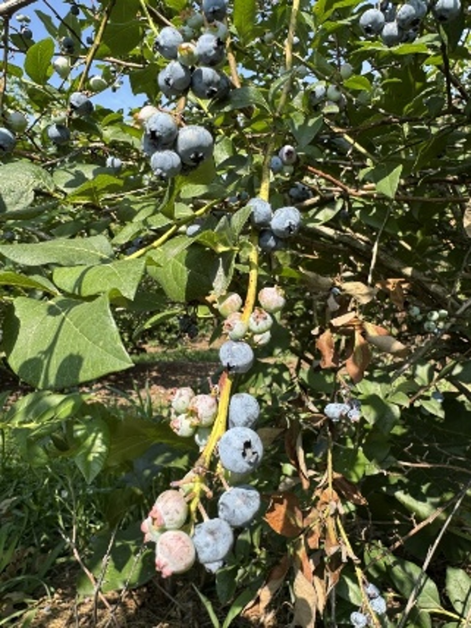 Elliot blueberries ready to pick