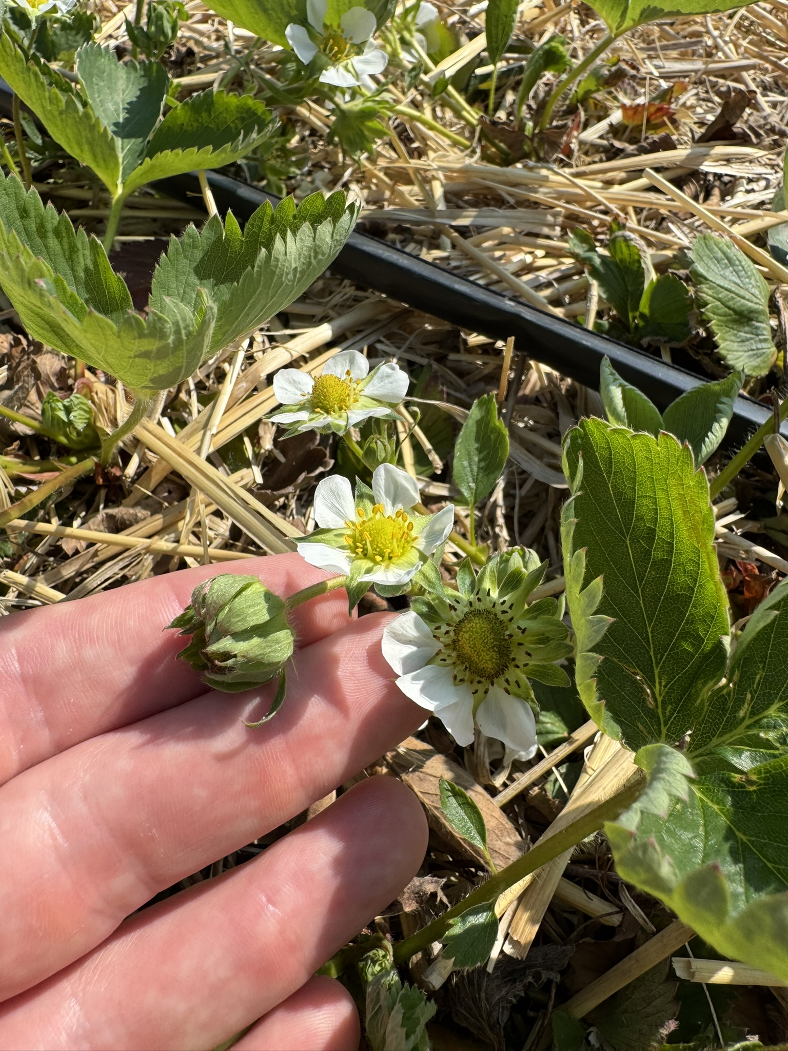 Strawberries with flowers at fruit set.