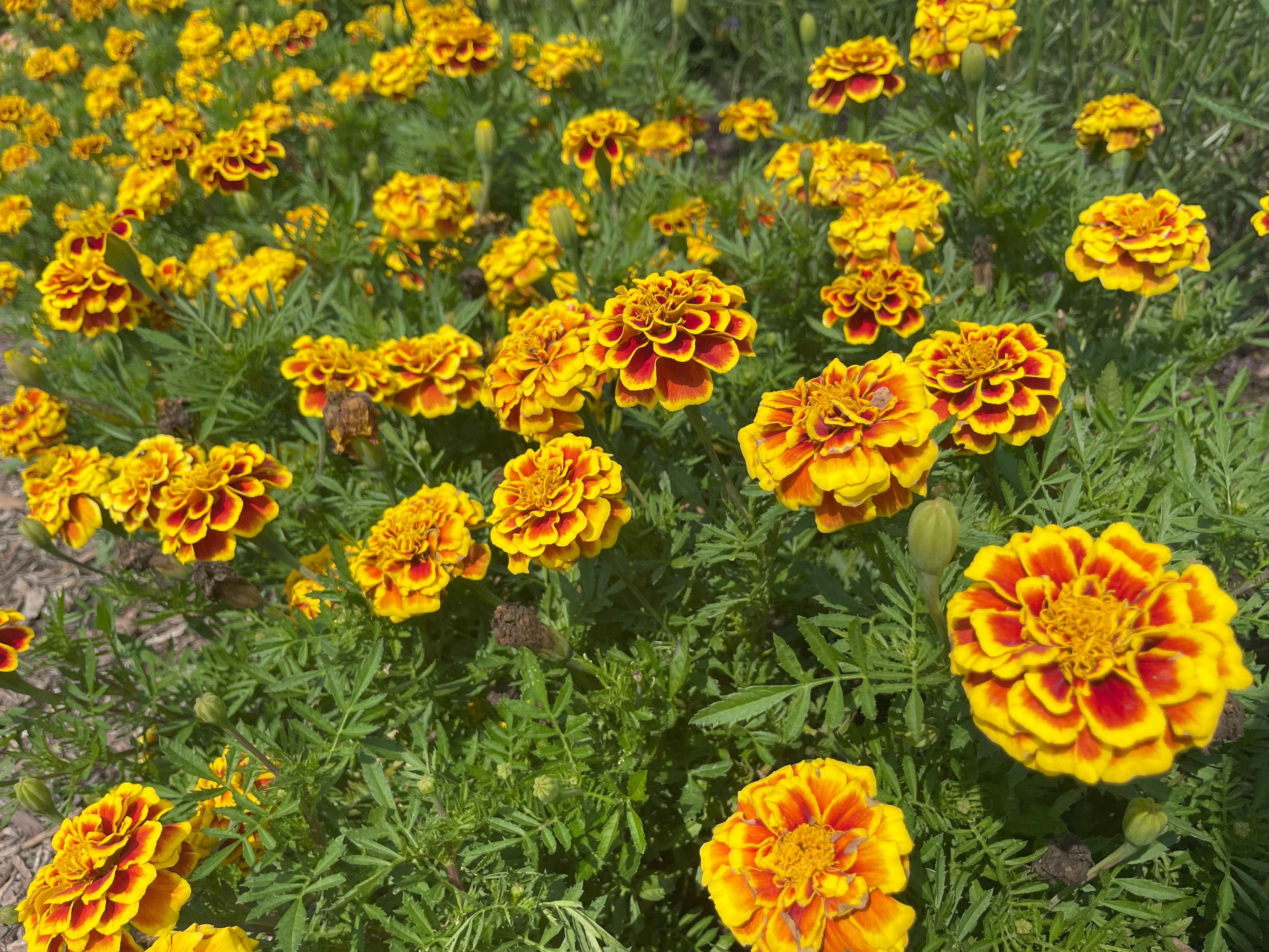 A closeup of yellow and orange marigold flowers.