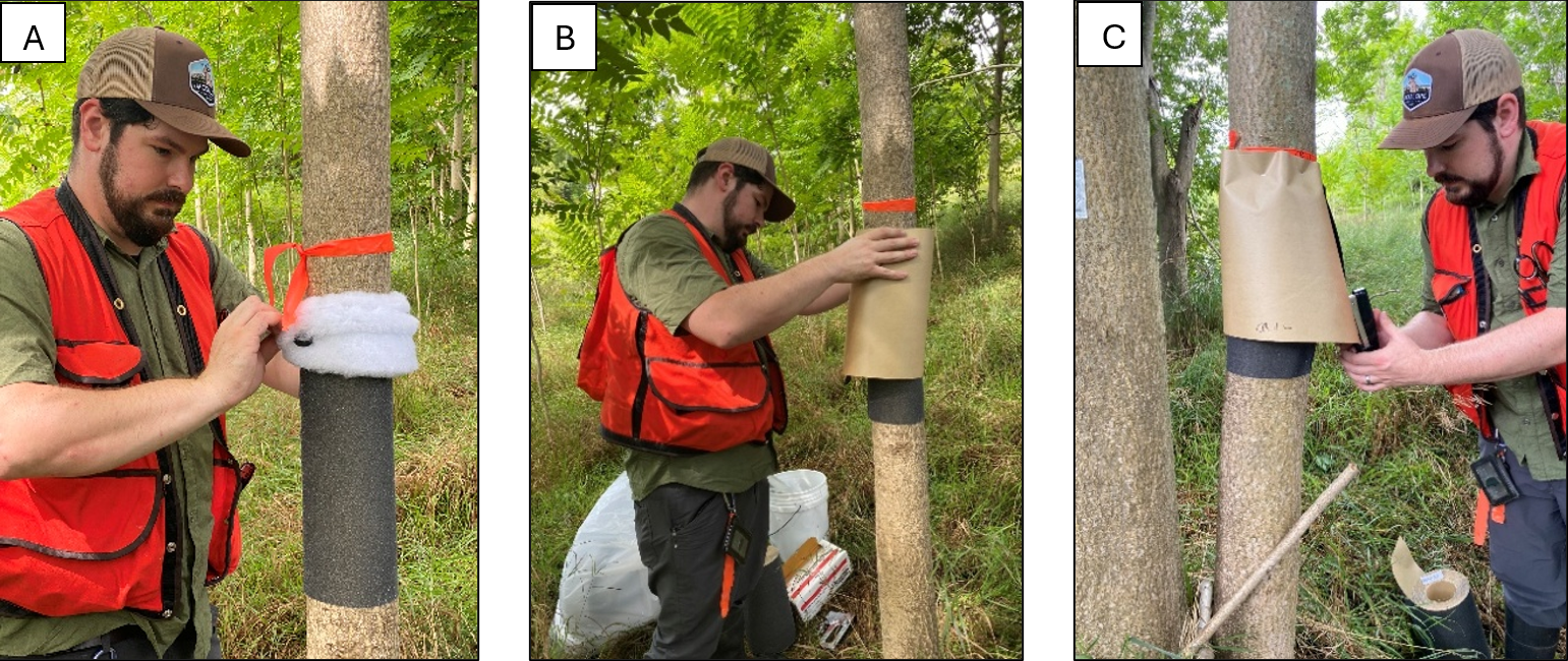 Three pictures showing a person installing a lampshade trap around a tree.