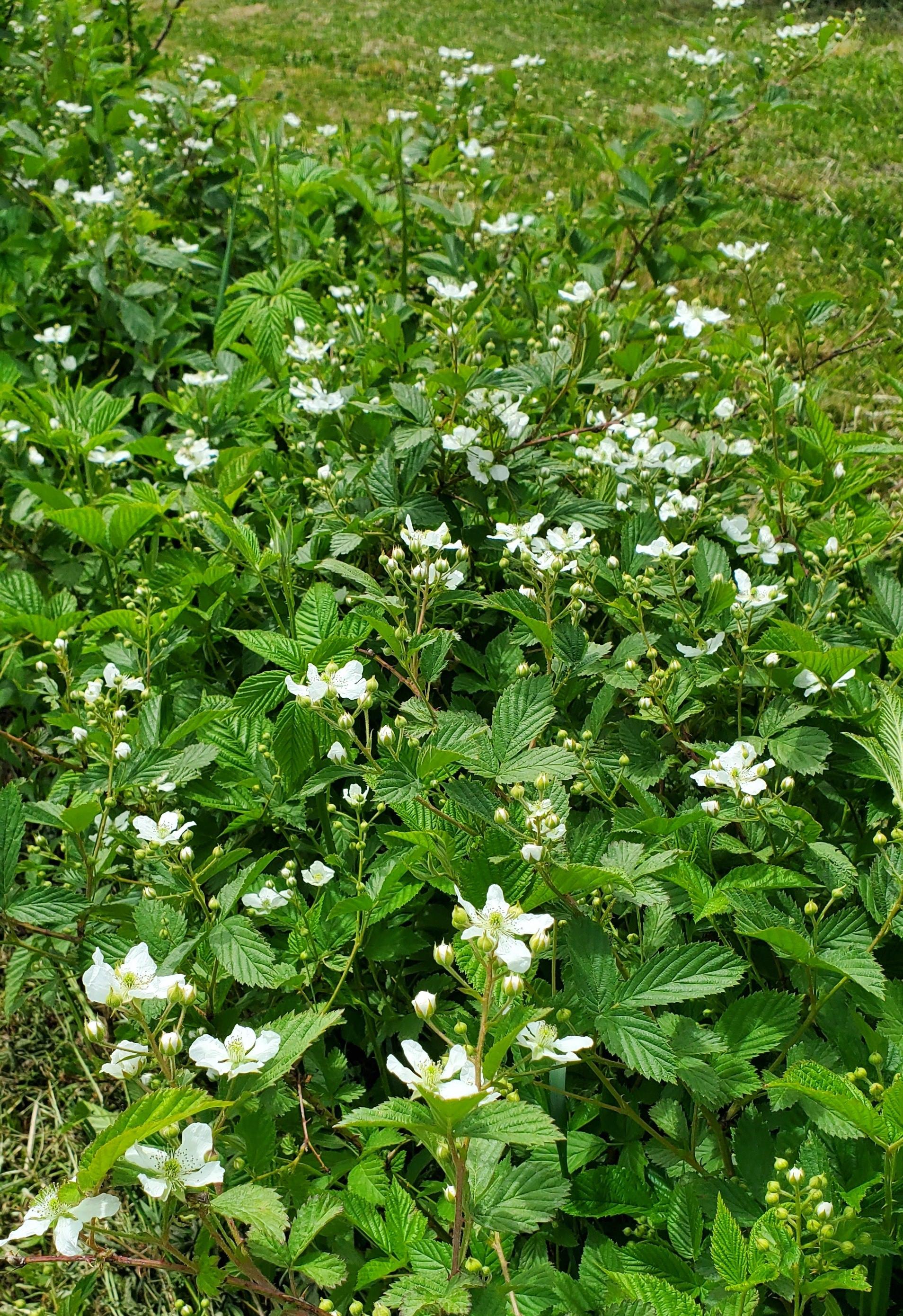 Raspberry and blackberry blooms.