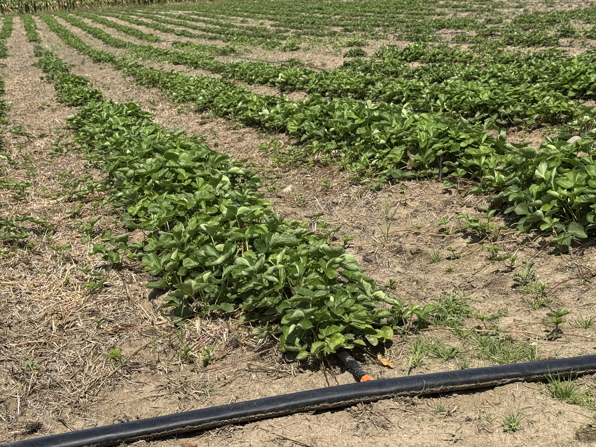 Strawberry plants growing in a field.
