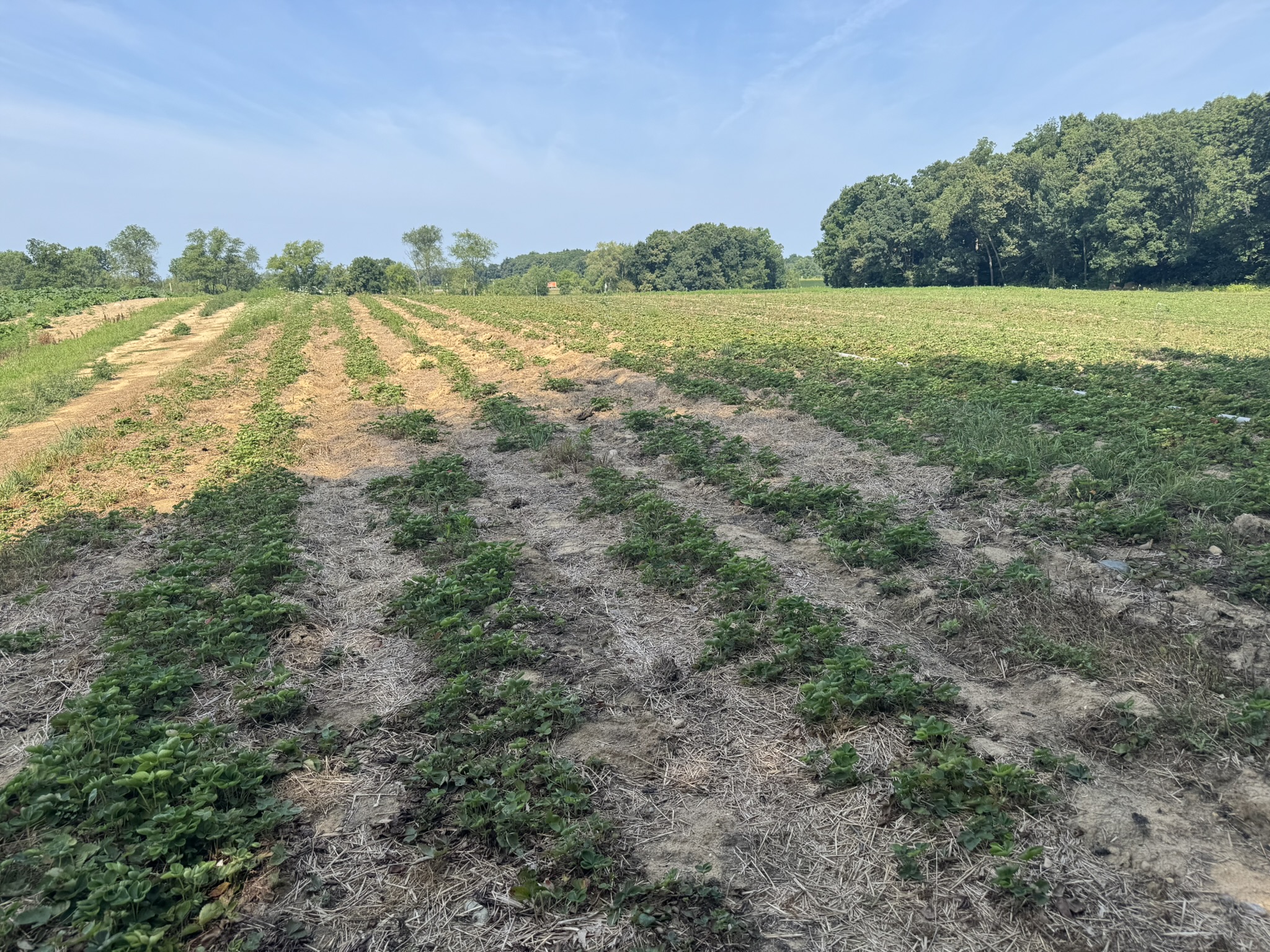 A renovated strawberry field.
