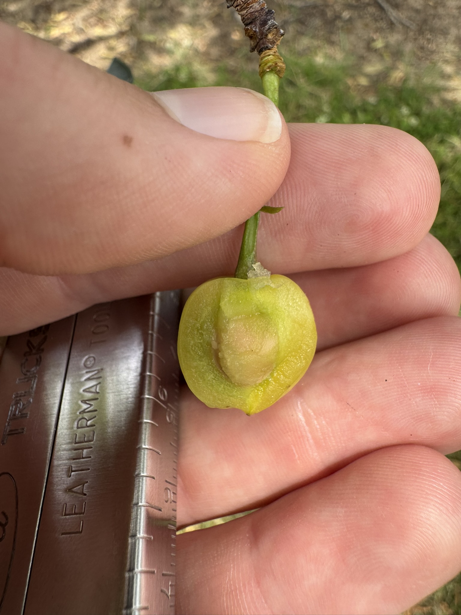 An unripe cherry cut in half held in a person's hand. A Leatherman tool is being used to measure the cherry. 