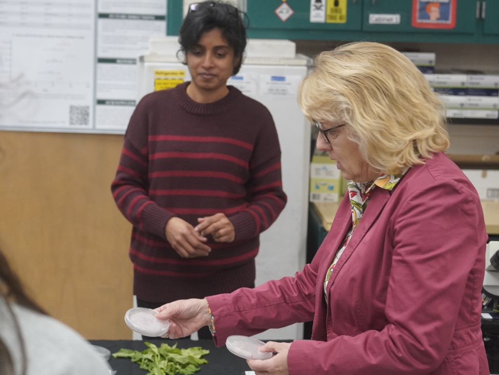Two women in a laboratory setting examine plant samples on a workbench. One woman in a pink jacket holds open petri dishes while looking down at leafy greens on the table, while another woman in a striped sweater stands nearby observing.