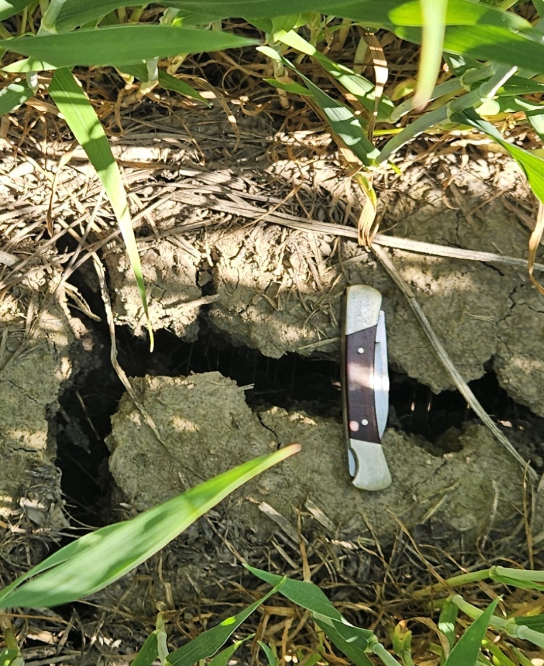 A crack in the soil being compared to a utility knife 