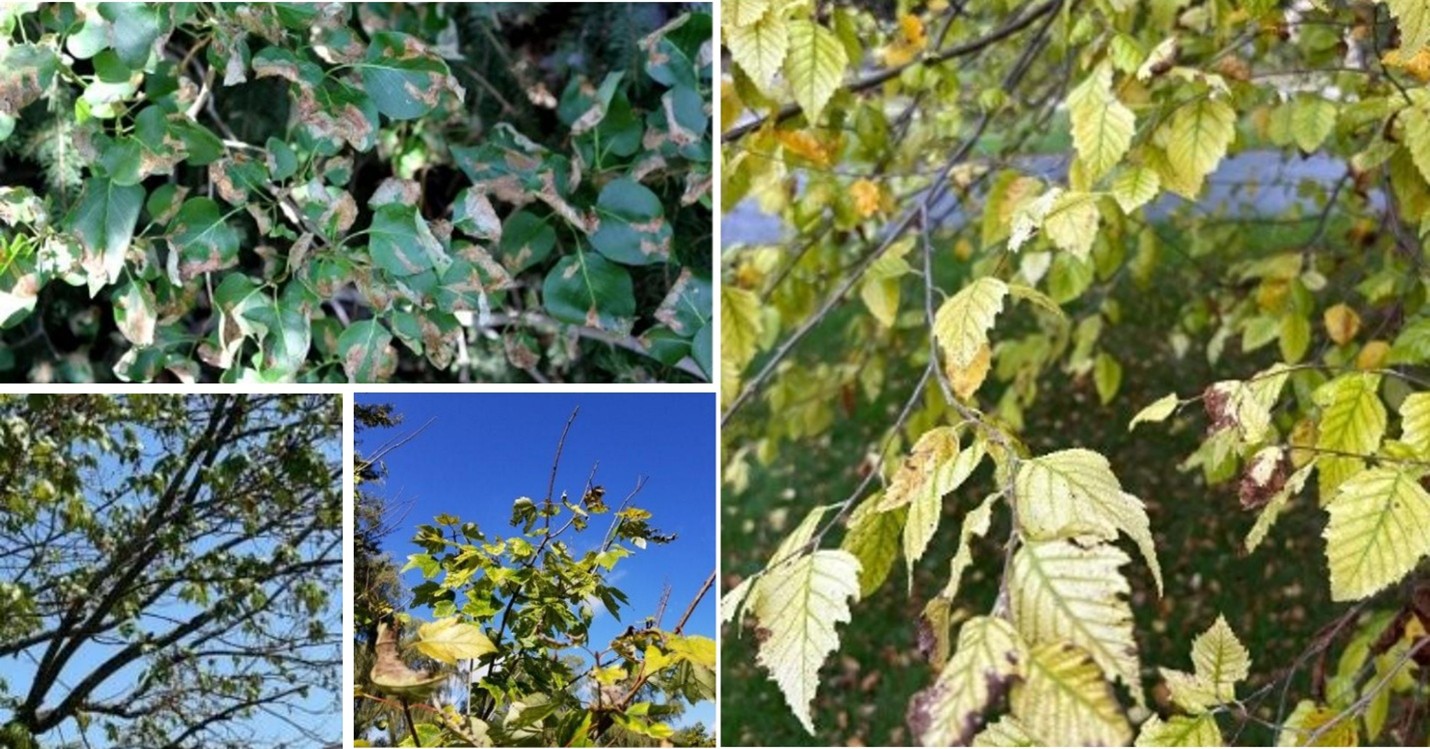 Photograph collage showing close-up and distant views of tree branches with leaves that are green, brown, or chlorotic. Some branches are missing leaves.