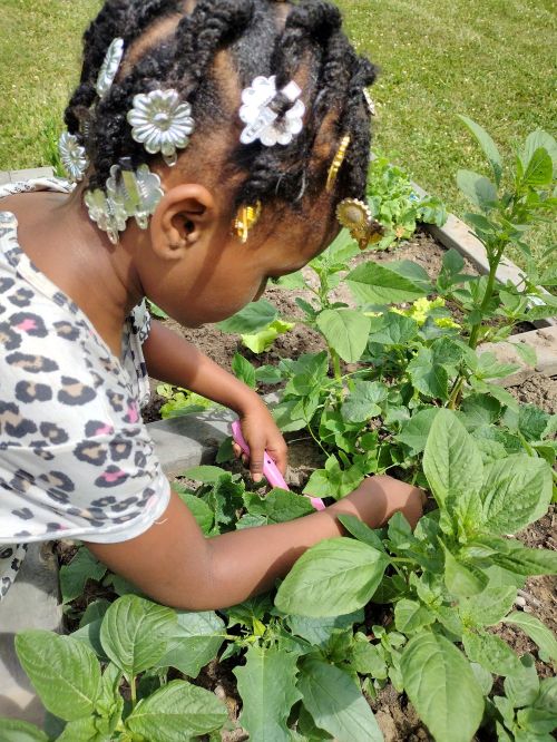 A little girl harvesting garden produce