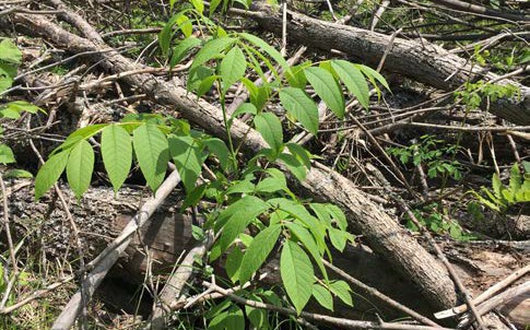 Young ash sapling with compound green leaves growing among fallen branches and woody debris on the forest floor.