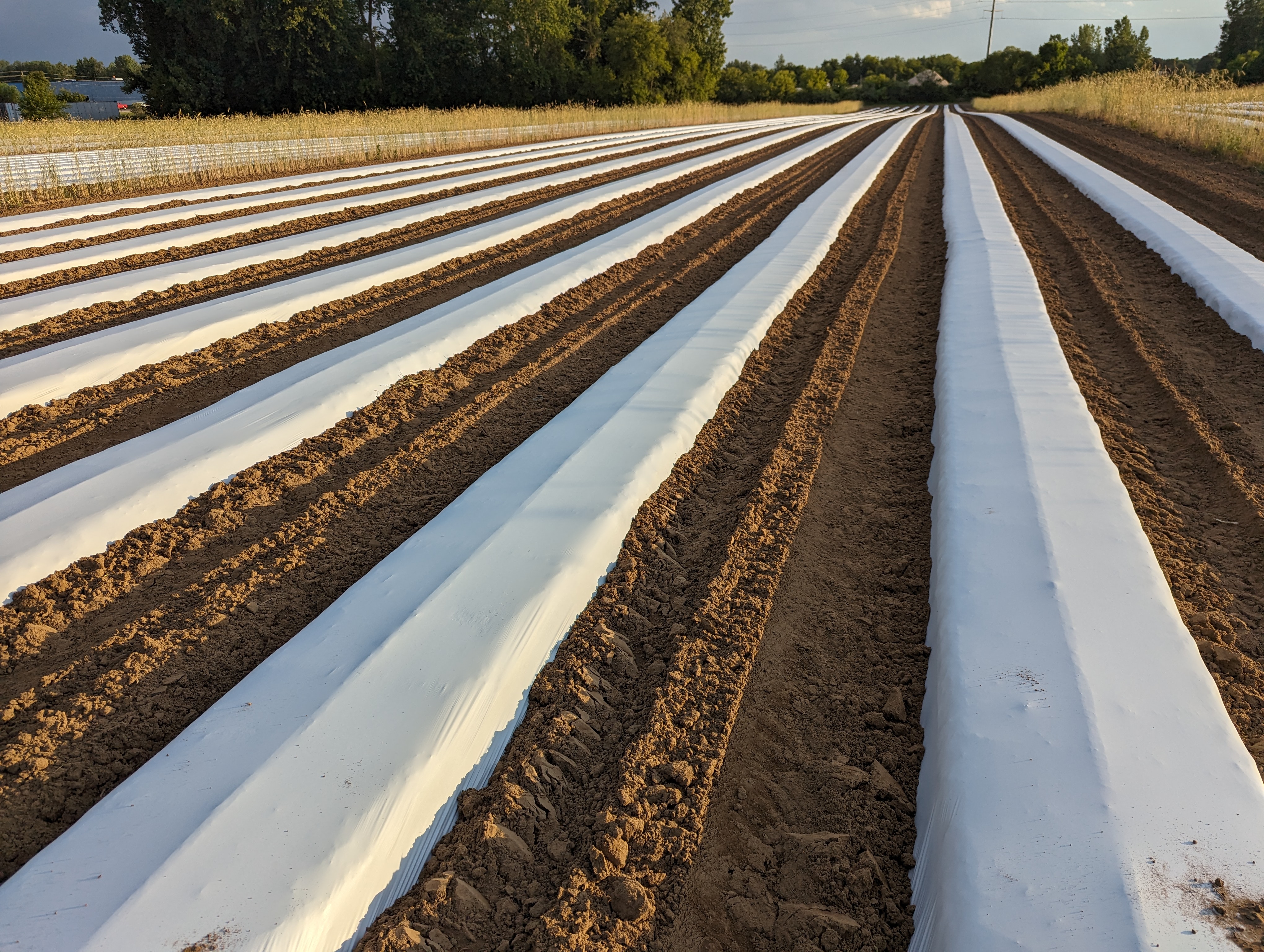 White plastic covering plantings in a field.