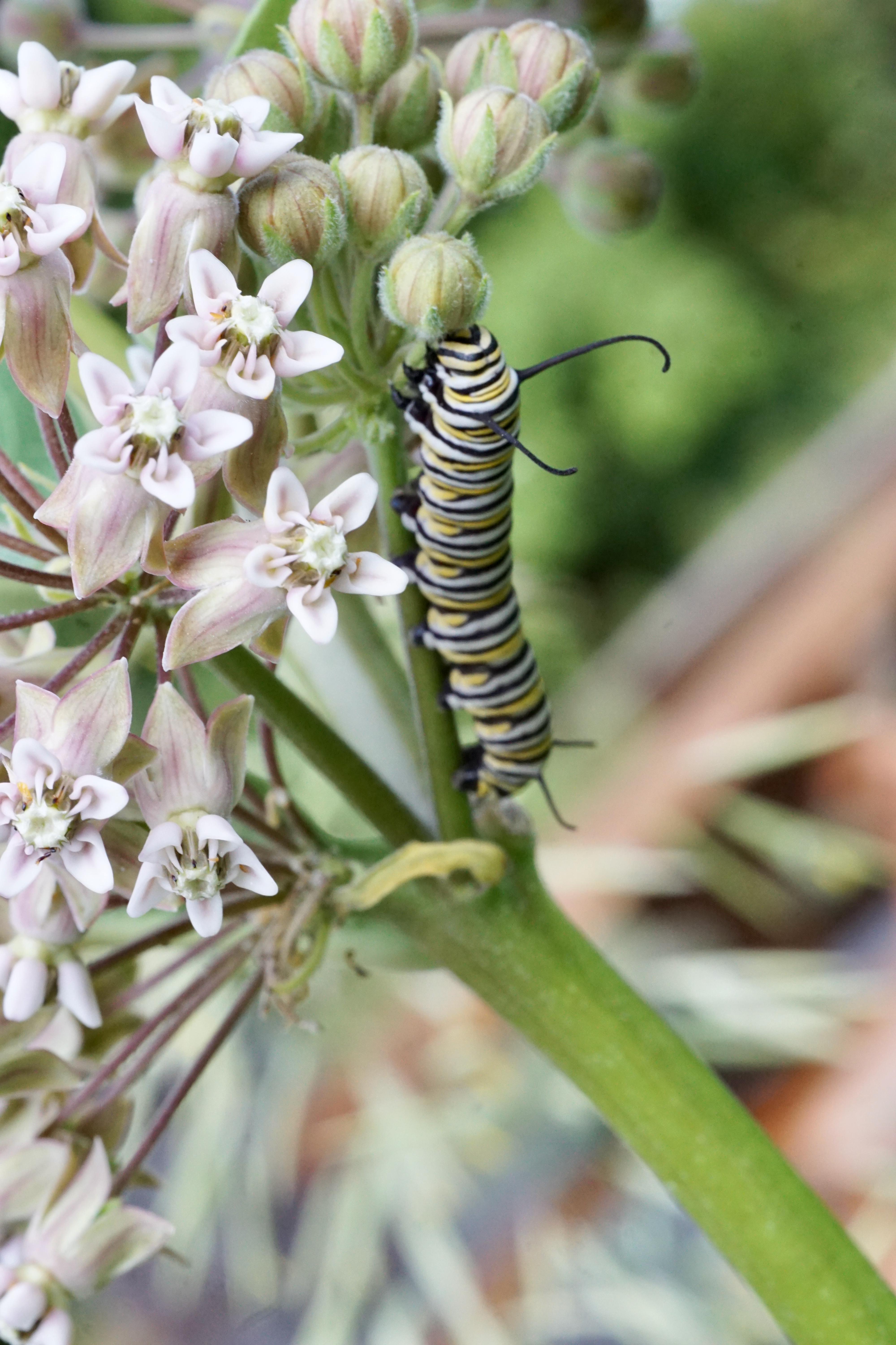 A monarch butterfly caterpillar on common milkweed.