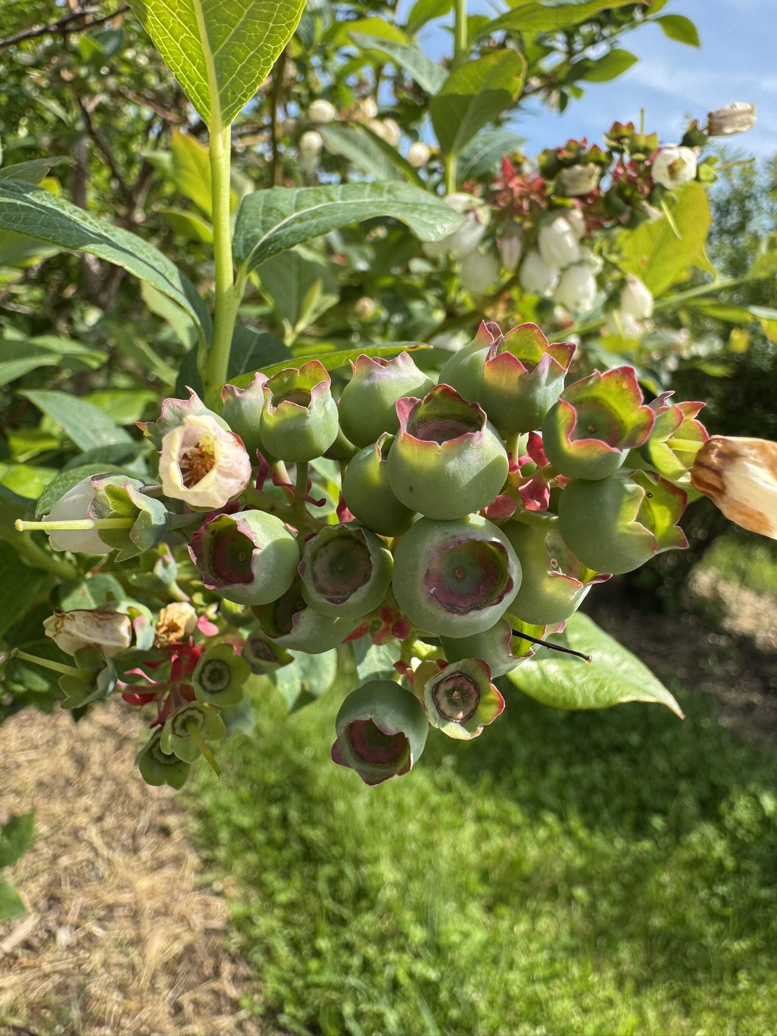 Green, unripe blossoms that will eventually become blueberries.