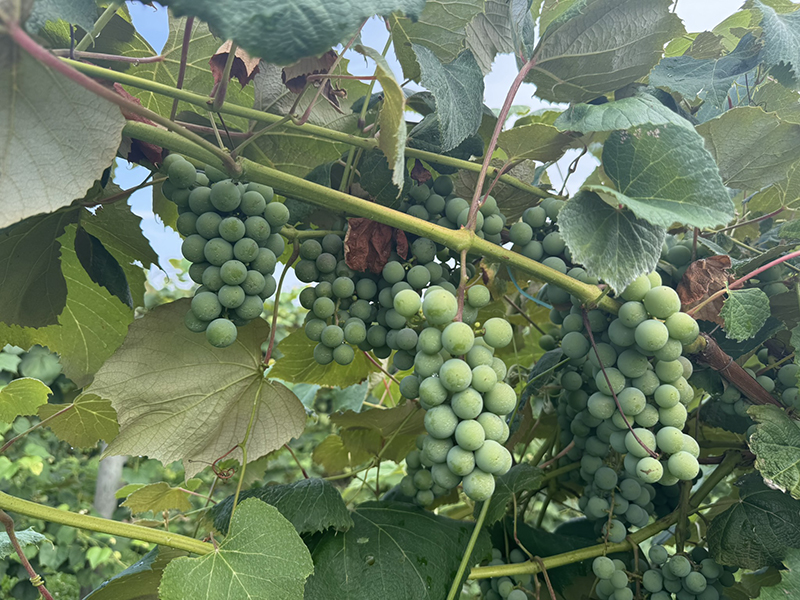 Ripening bunches of grapes on a vine. 