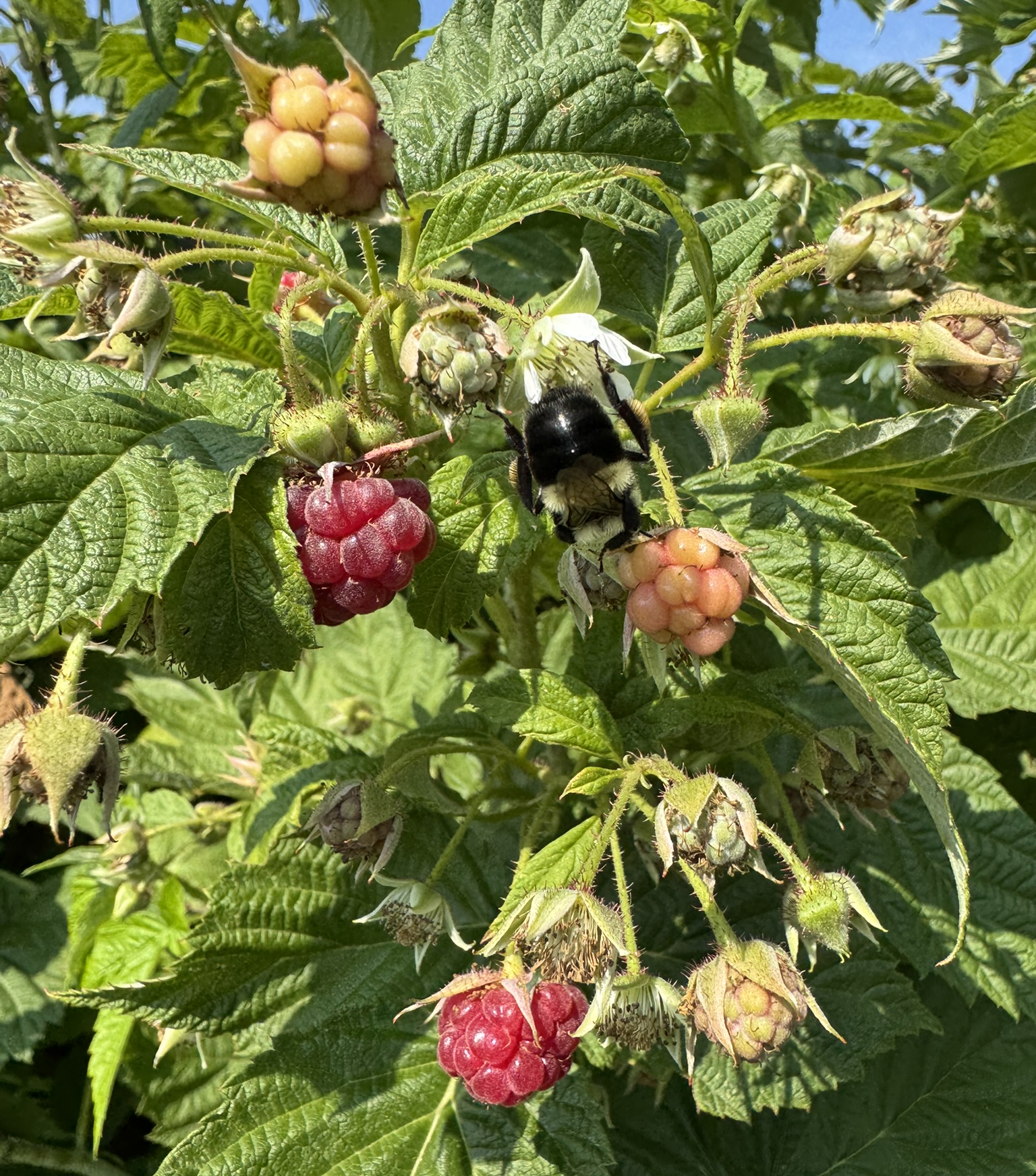 A bee buzzing around raspberries growing on a bush.