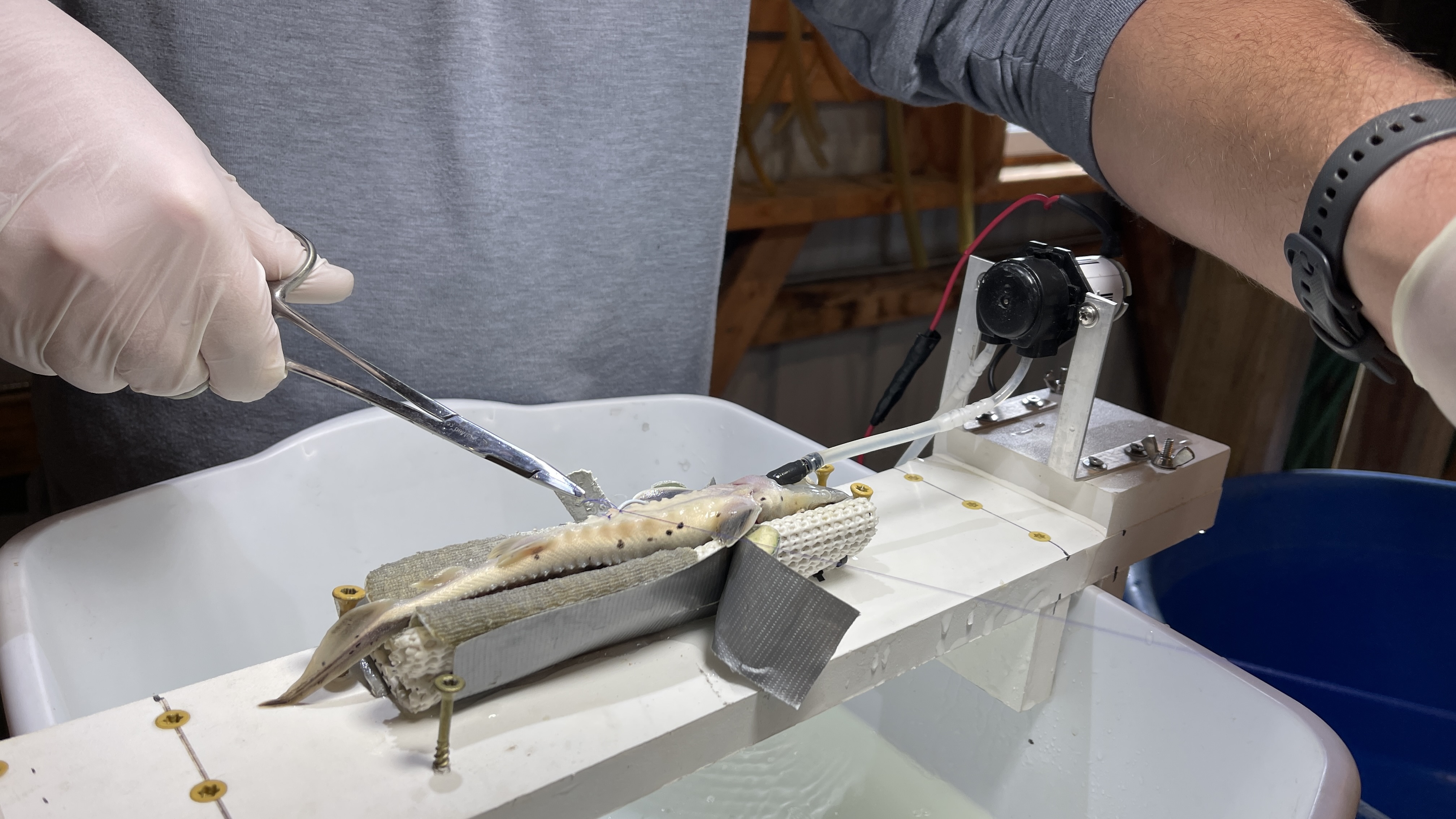Fish-tracking network grows strong under leadership of MSU Fisheries ...