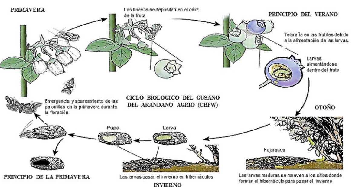 Fig. 11. Ciclo biológico del arándano agrio (CBFW)