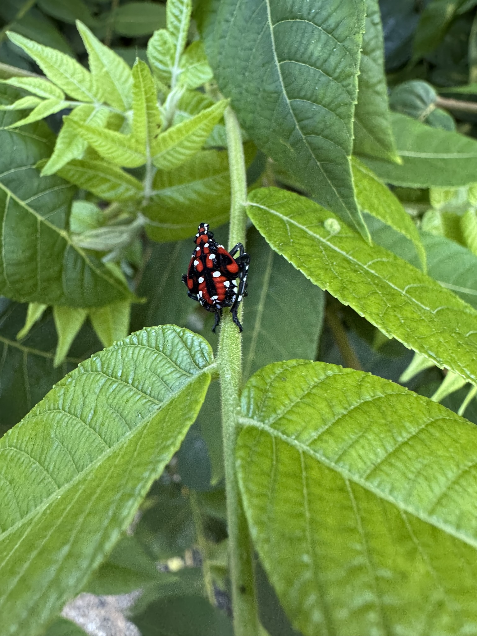 A red, white, and black spotted insect crawling on a leaf.