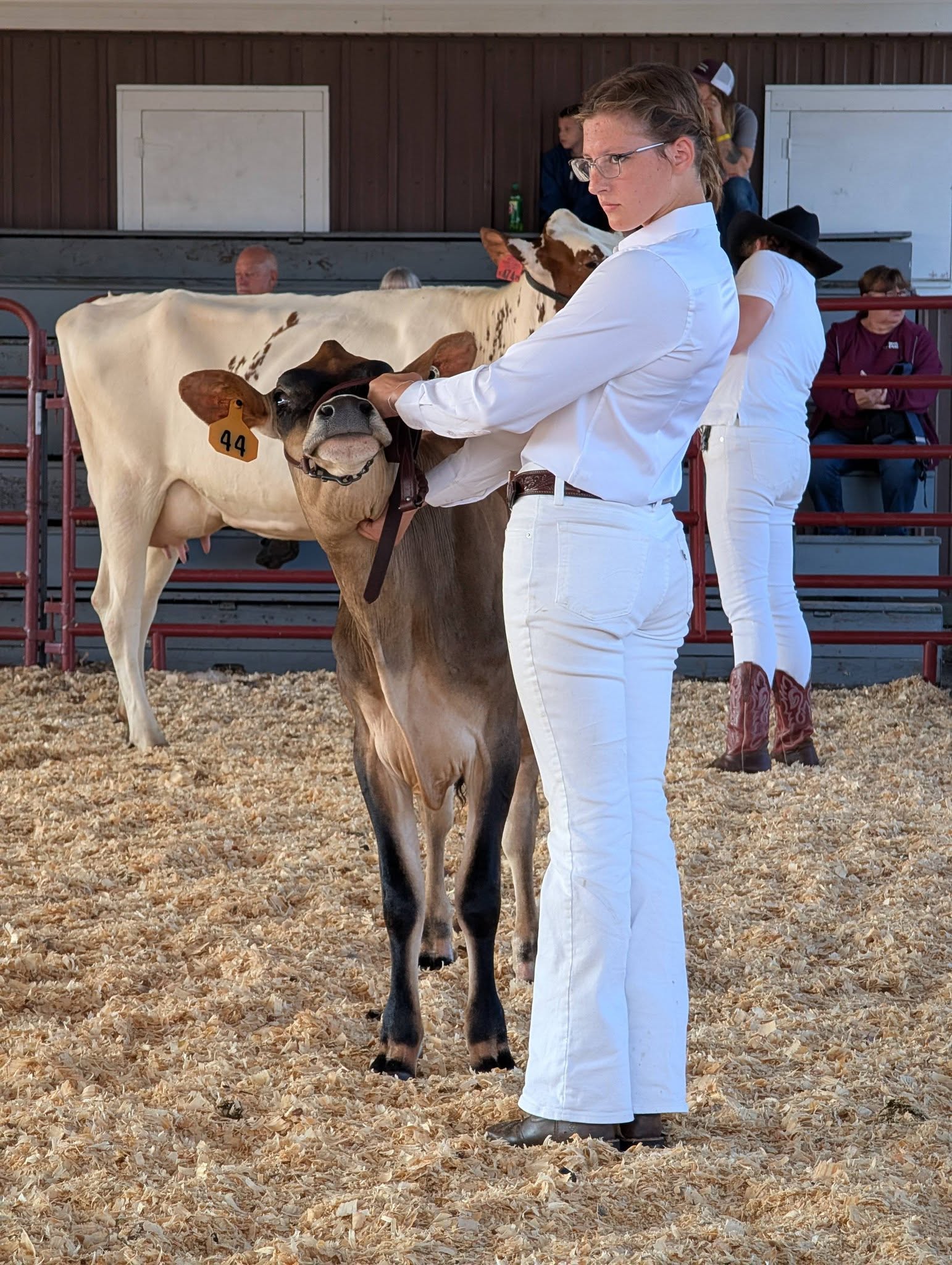 A young person dressed in white with a small Jersey calf.
