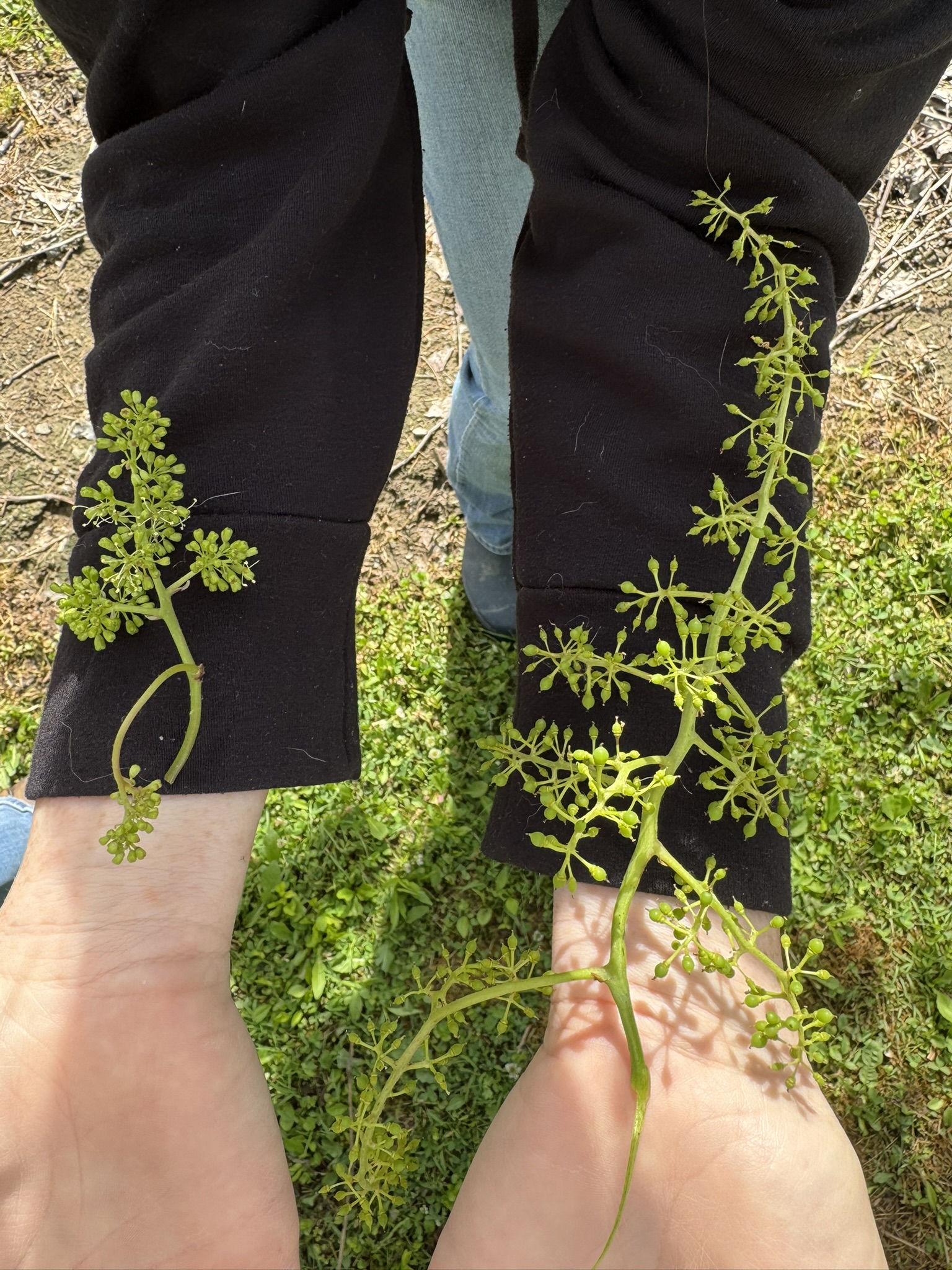 Grapes laid out on a person's arms