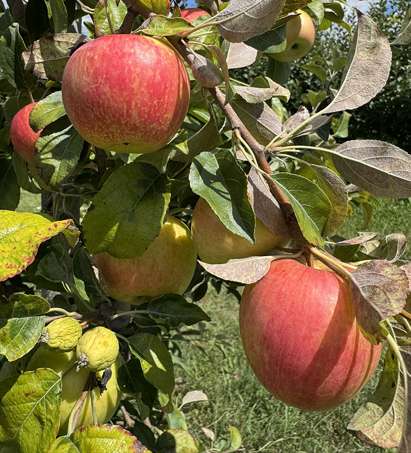 &lsquo;Honeycrisp&rsquo; apples coloring up