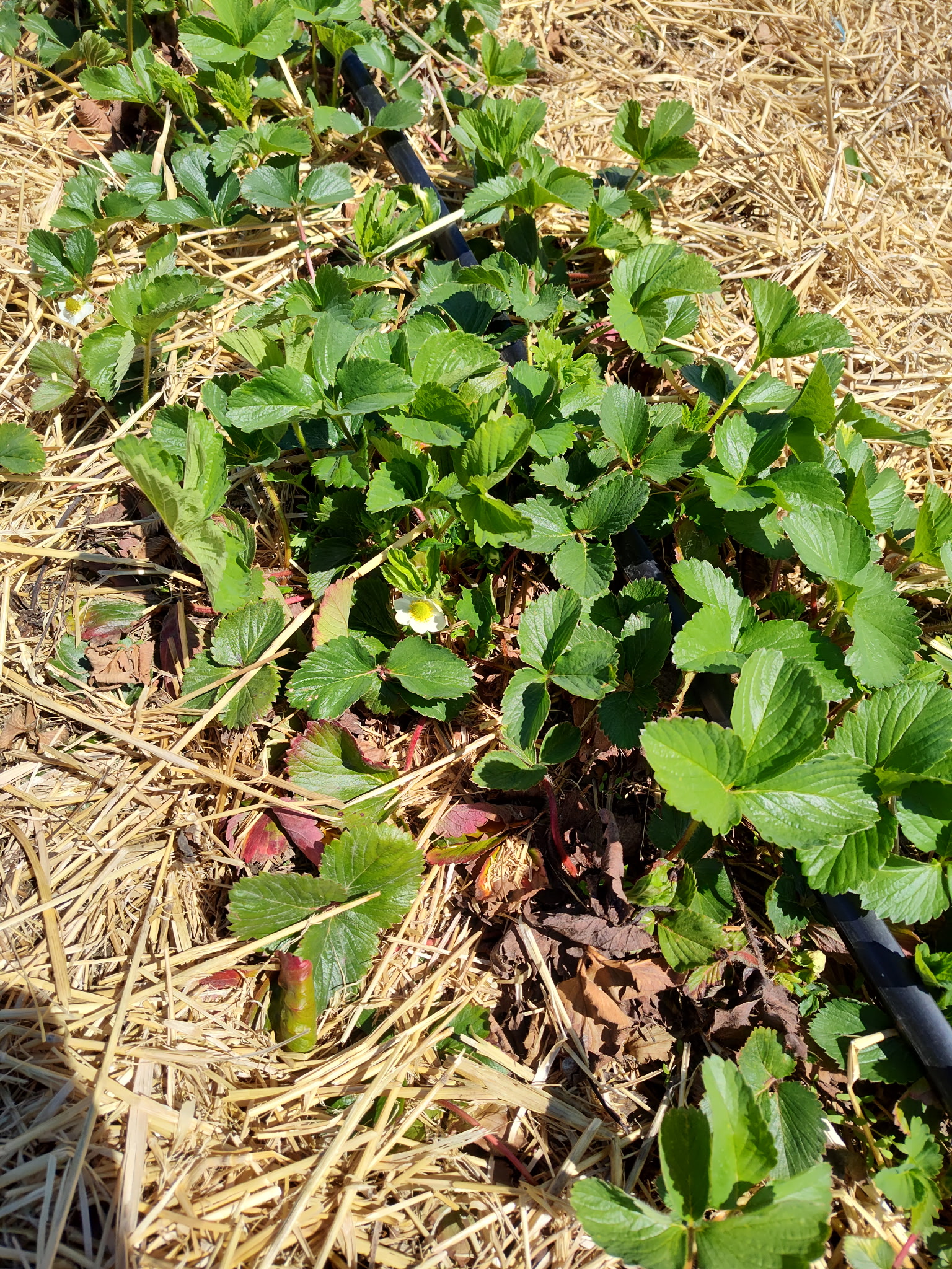 Strawberry_Verellen_Dave_May11_2026.jpg