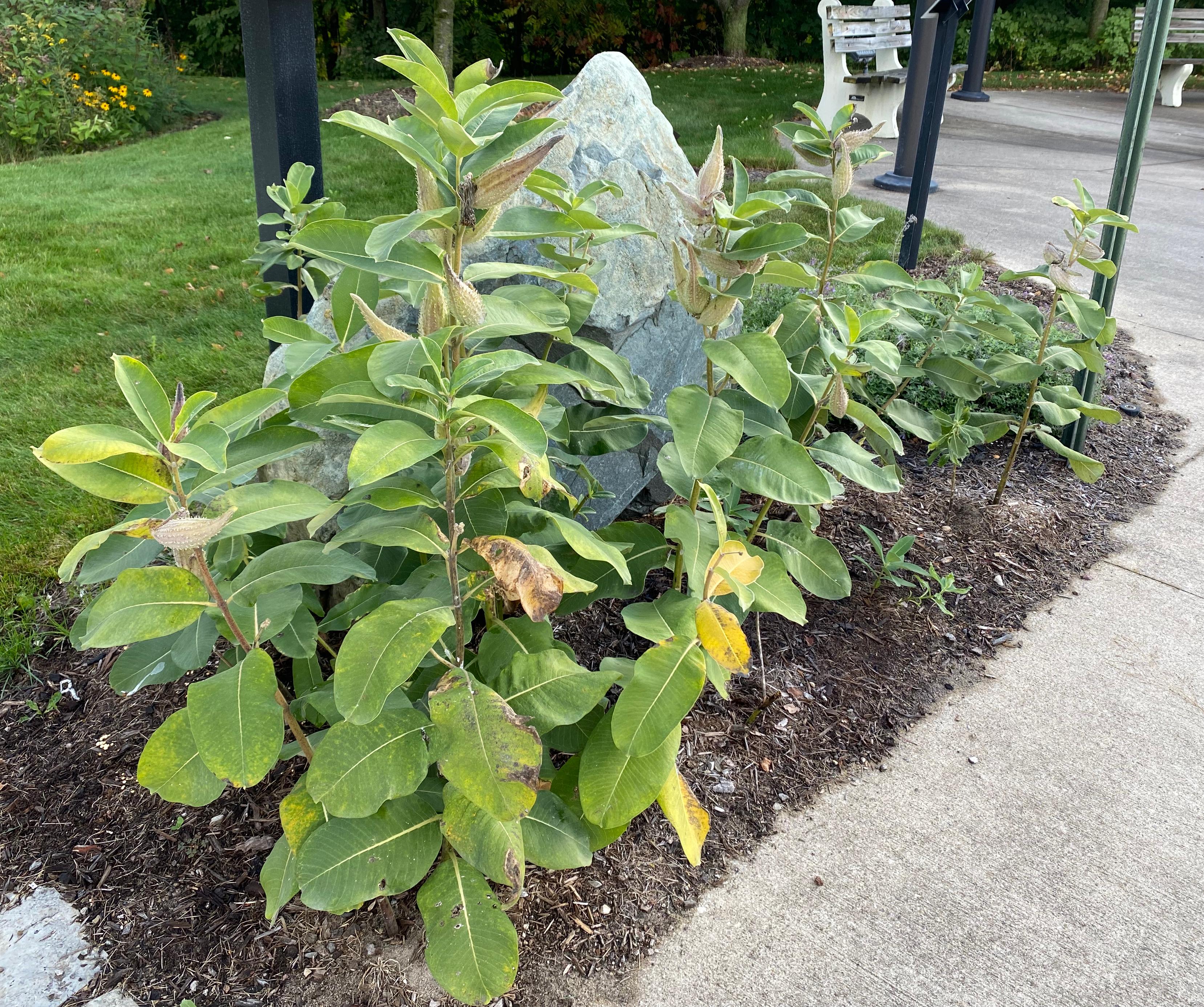 A common milkweed plant.