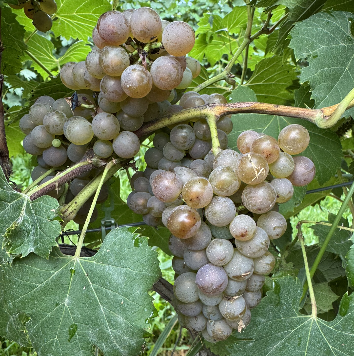 Grape_ItascaYoungblood_August31_2026.JPEG