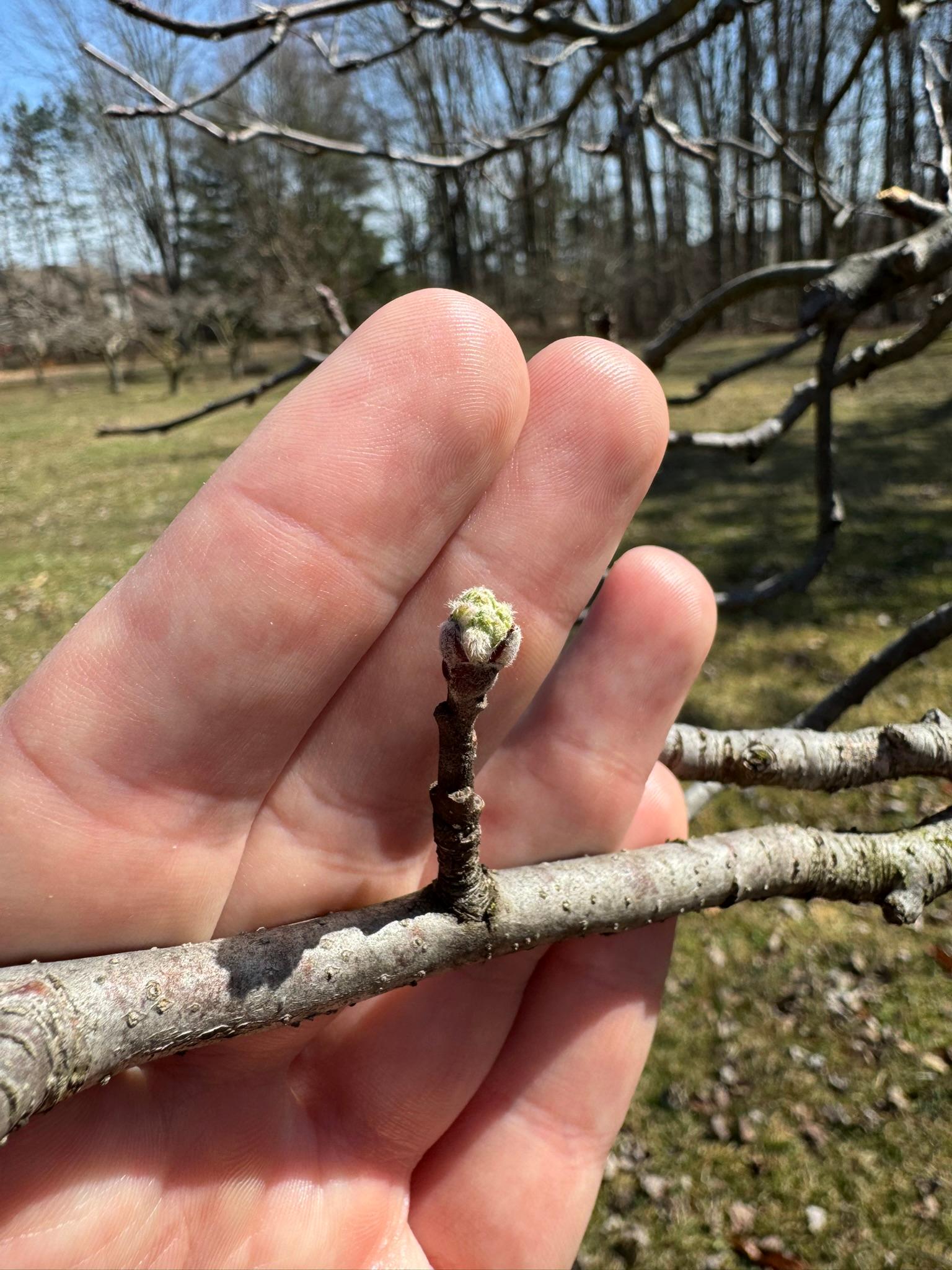 Apple_McIntosh_MacombTWP_April3_2025.JPEG