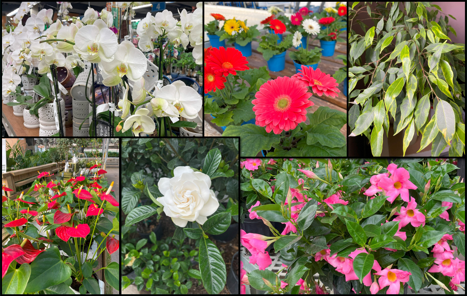 Photo2_tropical_plant_hosts.jpg