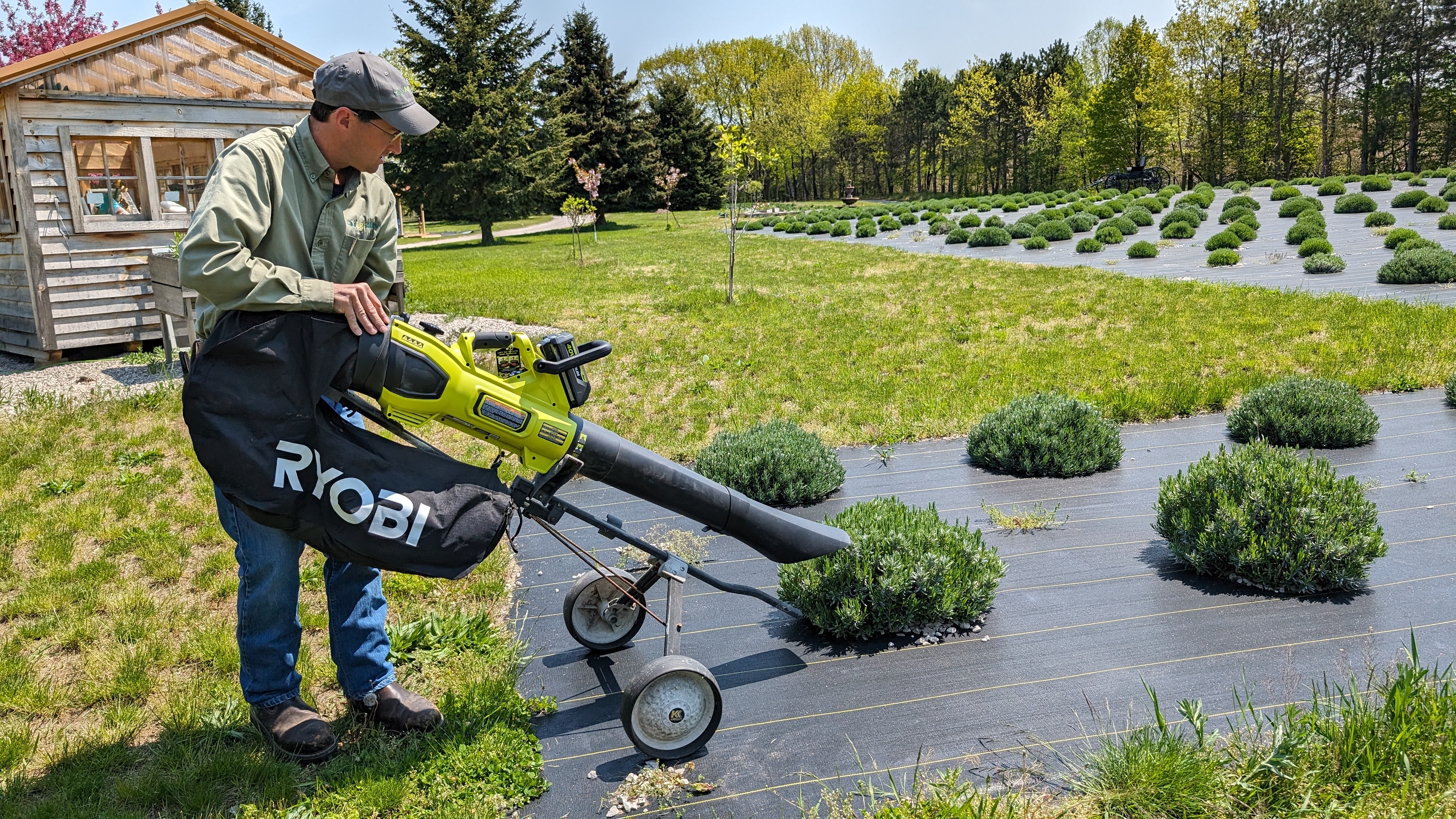A man stands among lavender plants, holding a leaf blower attached to a wheeling cart.