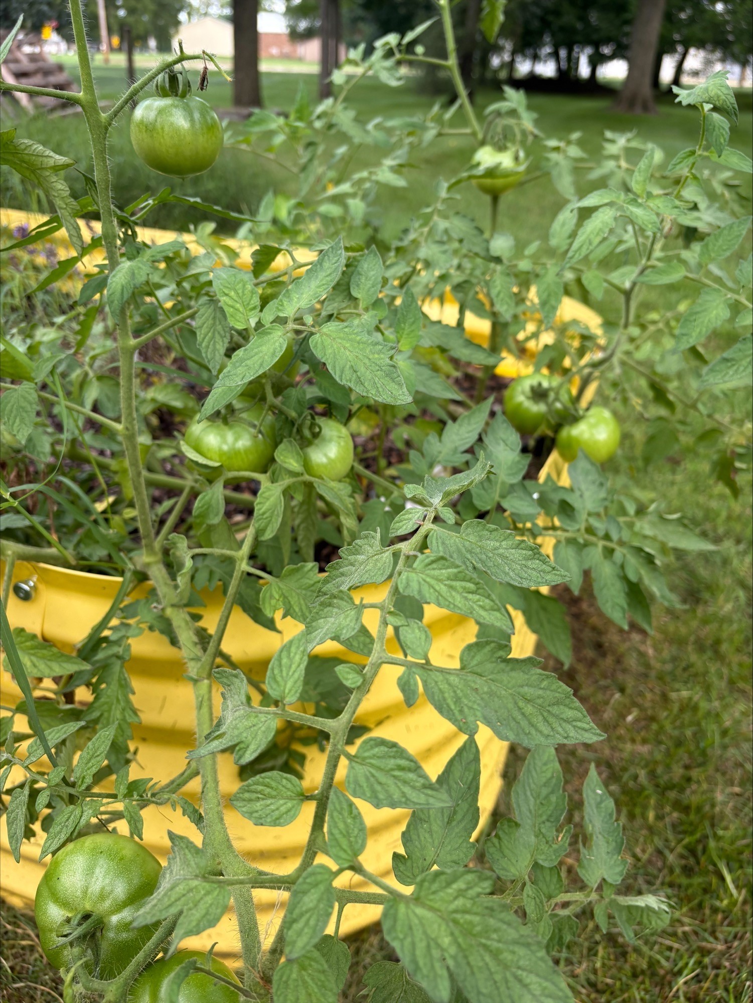Flowers Early Learning garden growth.jpg