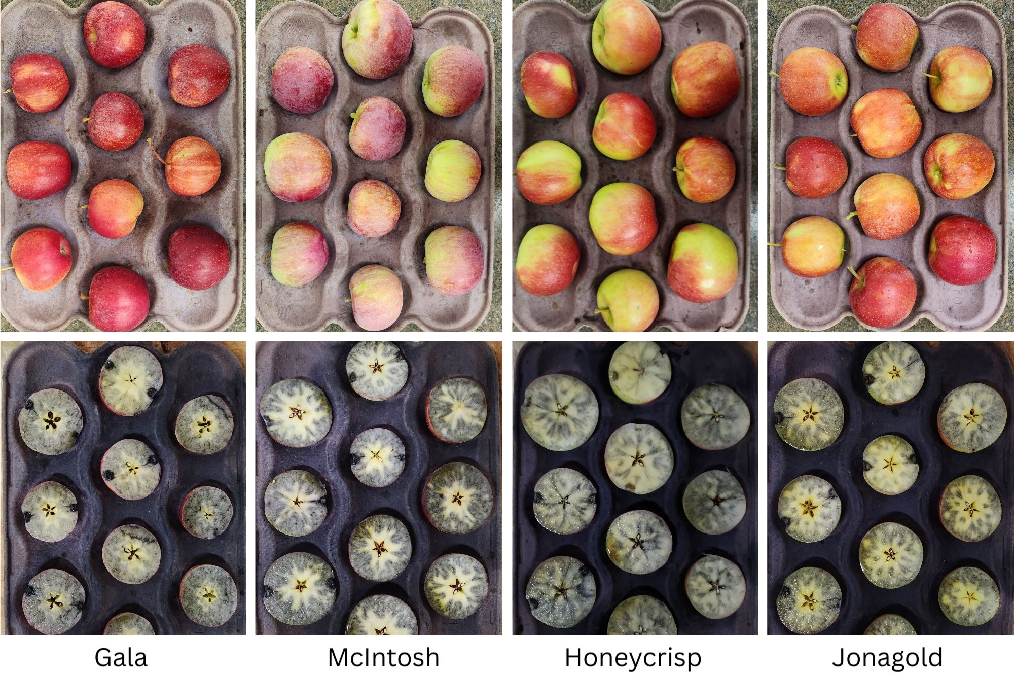 Trays of apples cut in half stained blue from iodine testing.